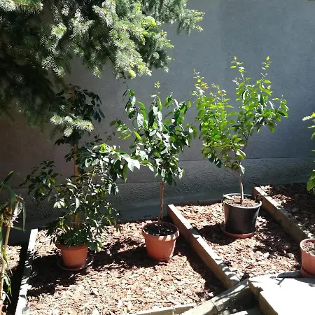 Setany Apartmanhaz Lägenhet Fonyód